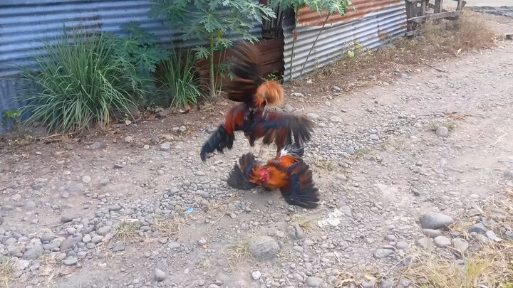 cutting ability roundhead