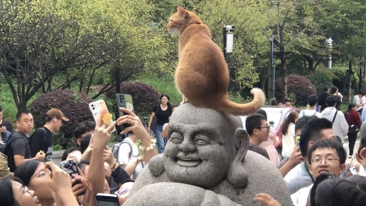 “Trong 12 con giáp không có mèo là có lý do!”