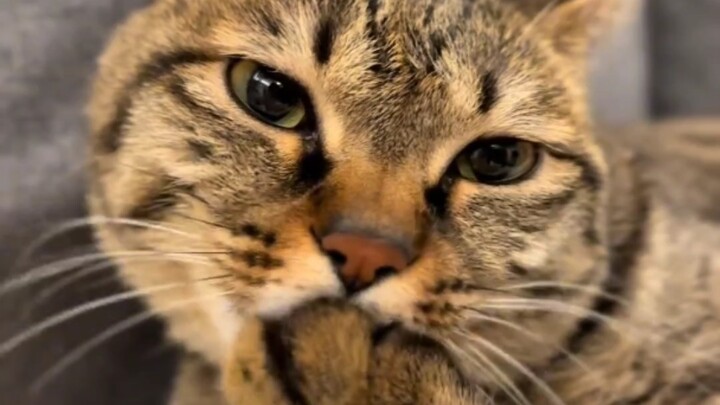 Mèo vị nguyên bản khiến bạn mê mẩn!