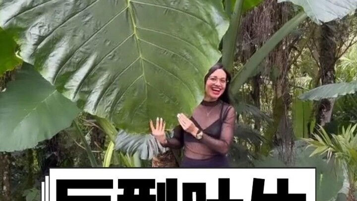 What plants have leaves bigger than a human?