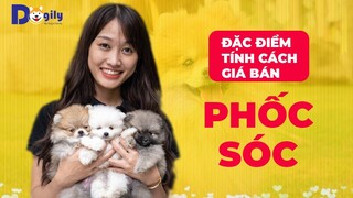 Chó Phốc Sóc Mini  mặt gấu: Đặc điểm, cách nuôi, giá bán? Mua Pomeranian giá rẻ 250k 100k có lai ko?