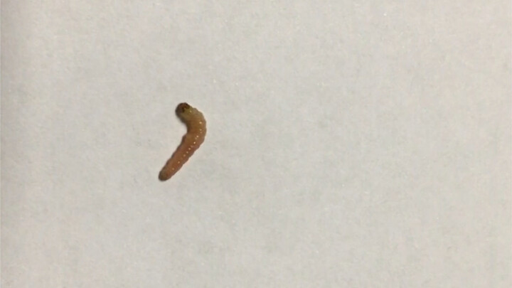 I found this thing inside a peach—I wonder, should I let it die naturally, or execute it by slow sli