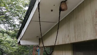 Sangat langka: Semut tentara membentuk "jembatan biologis" sepanjang beberapa meter untuk menyerbu s