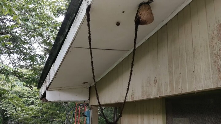 หายากมาก: มดย้ายถิ่นสร้าง "สะพานชีวภาพ" ยาวหลายเมตร เพื่อบุกเข้าไปในรังผึ้ง