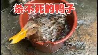 鸭子流光了血还能活！为什么有的动物有这么强的生命力！