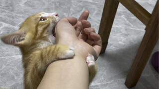 الابن البار