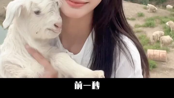 มีแฟนแบบนี้ คุณจะกลับบ้านกี่โมง? “แกะของหูไถหลาง” เจ่อกู่เจิงเจิง