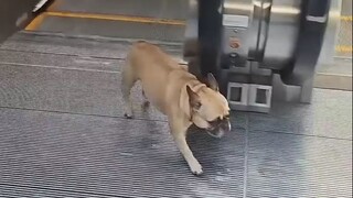 Seekor anjing yang suka naik lift, bermain bolak-balik beberapa kali pun tidak terasa lelah, seperti