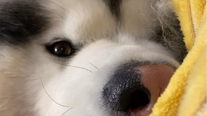 لا شيء يضاهي عش صاحب البيت، حتى لو كان من ذهب أو فضة.