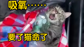 猫“呜嗷，早知道不来了”