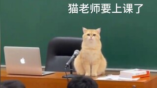 The Cat Senior on Campus