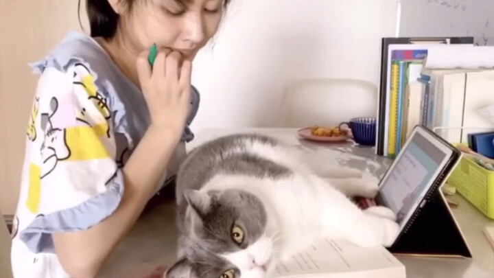 [Animals]Online courses and offline cat