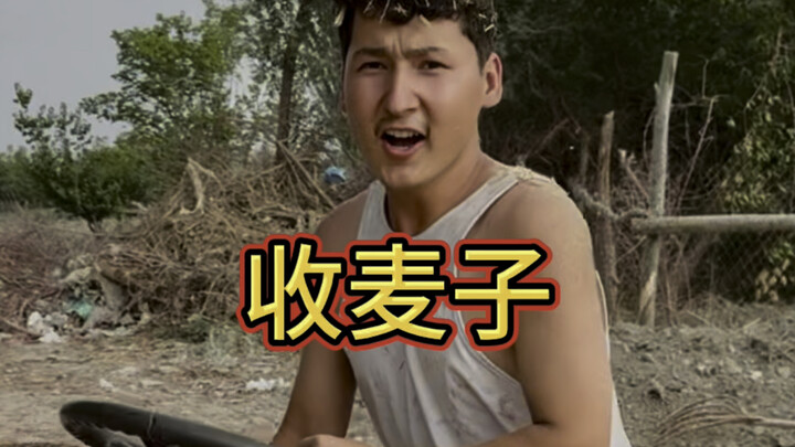 เพื่อนอาต๋าซีในหมู่บ้านบนเขาเก็บเกี่ยวข้าวสาลีแล้ว