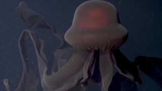 海洋生物学家拍摄到的巨型冥河水母