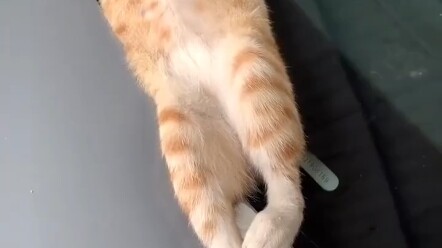 The orange cat slept so soundly in the car it was out of it.