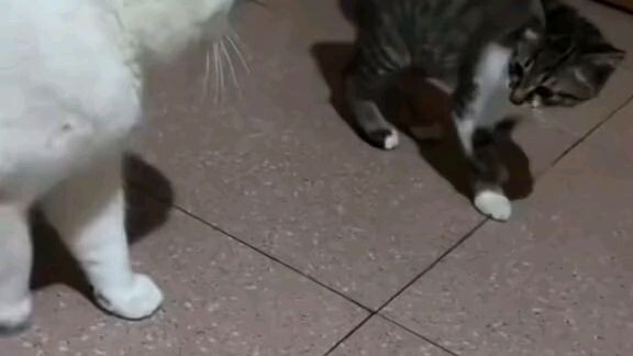 Kittens being kittens