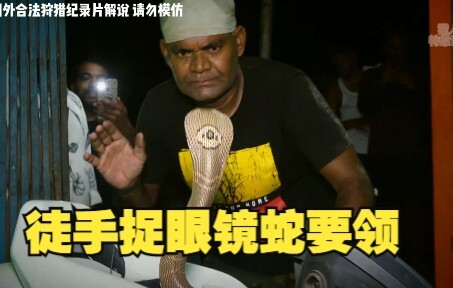 Kiat-kiat menangkap ular kobra dengan tangan kosong