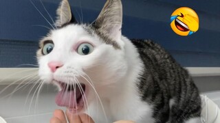 Best Funny Animal Videos Of The 2023 🤣 - Funniest Cats And Dogs Videos 😺😍