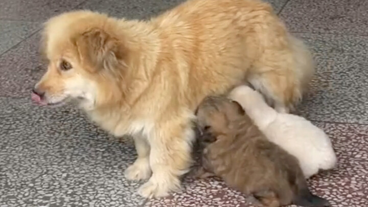 الحب موجود في العالم الجديد الجميل! حب الأم موجود في كل وقت!!