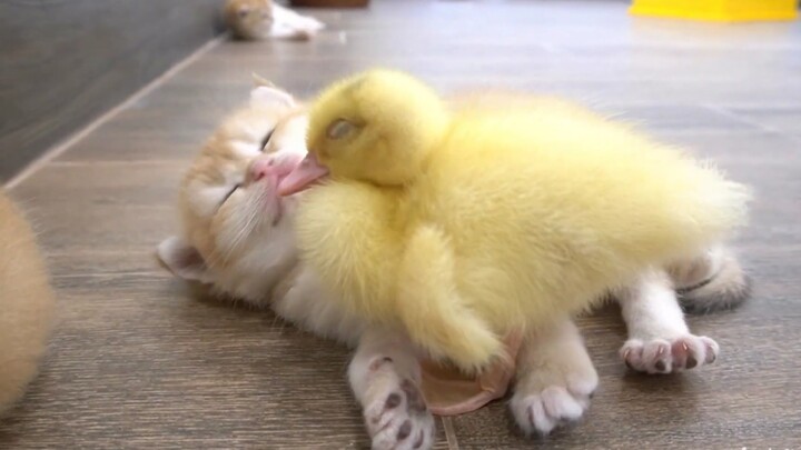 A little kitten and a little duckling play and rest together