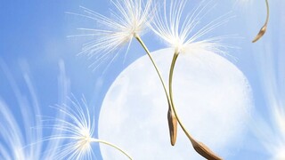 【SVT_ZER·0】SEVENTEEN 夫胜宽 - 蒲公英 零站中字