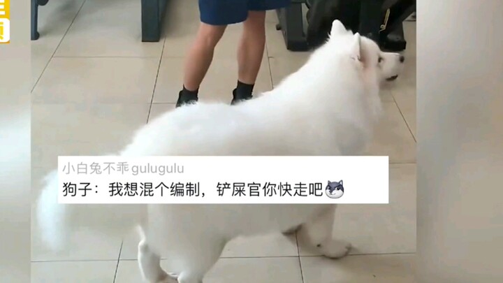 Sahabat perempuan panik setengah mati karena Samoyed-nya hilang—tapi begitu cek CCTV, netizen ngakak