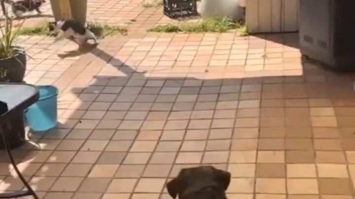 狗子:猫都比你会蹬墙跳