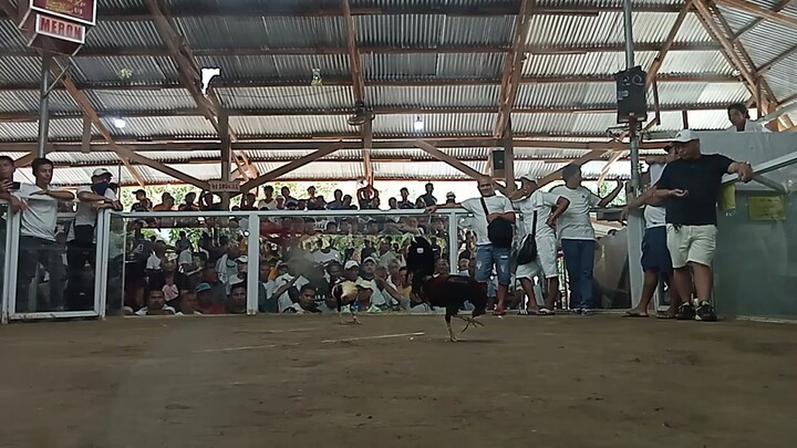 mabo gallera 3cock derby 2nd fight