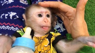 So cute the baby monkey Lying down and play on Nany's laps