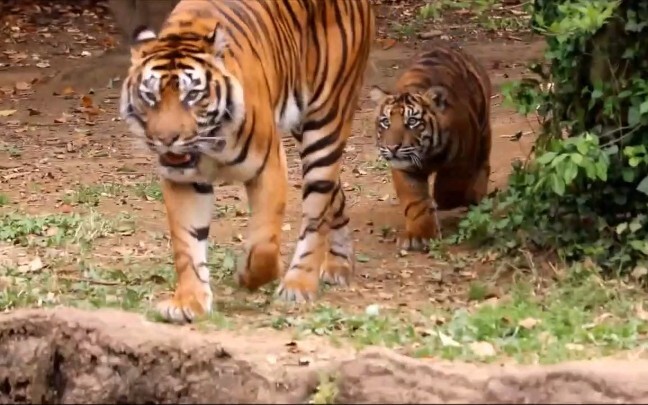 Si anak harimau berusaha menyenangkan si induk harimau yang sedang marah.