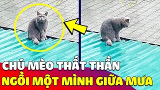 Hình ảnh 'CHÚ MÈO' trời mưa không biết 'ĐI VÀO NHÀ' khiến con Sen bất lực 😅 Gâu Đần