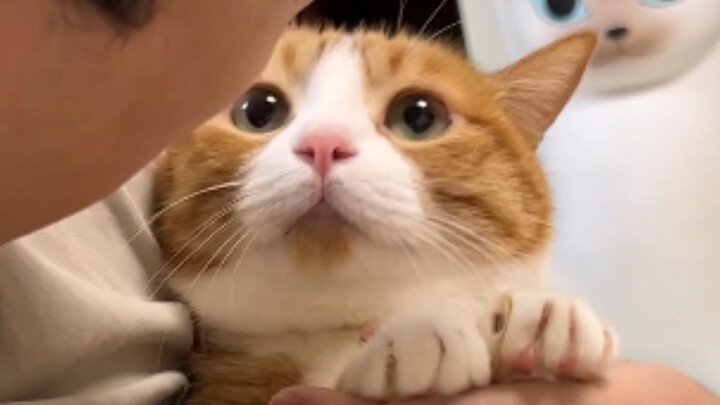 Có người hỏi tôi làm sao mà nhịn được không hôn, ai bảo tôi nhịn được chứ!