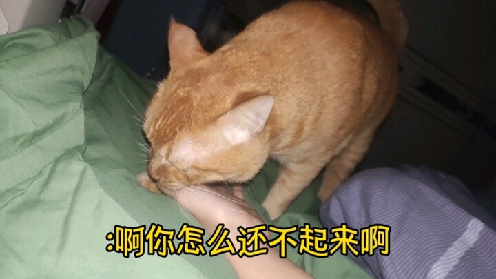 Về sự việc tôi ngây ngất nằm suốt một ngày, con mèo tưởng tôi gửi