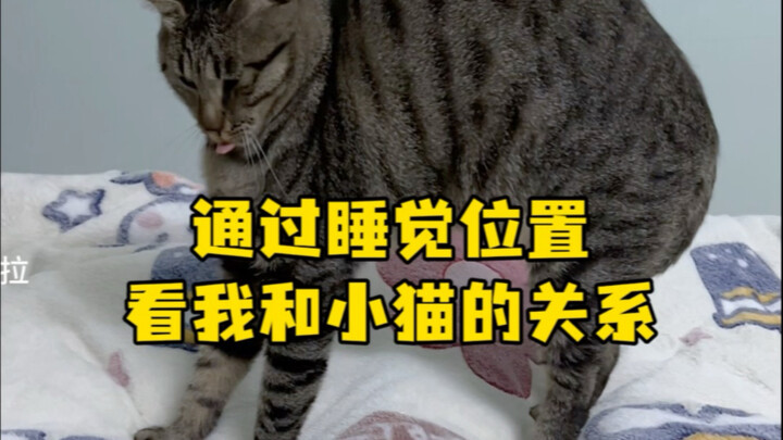 通过睡觉位置来看我和猫猫的关系