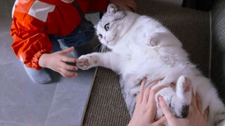 A day in the life of a kitten and a human cub