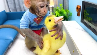 Baby Monkey Bon Bon eat watermelon and plays with duckling