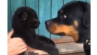 Anak macan tutul hitam yang lemah dan sekarat, Luna, diselamatkan oleh seorang gadis yang berpengala