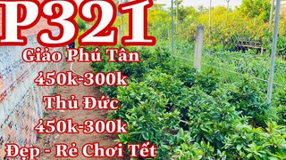 🔴 Hết Hàng 🔴 mai vàng chơi tết p321 | thanh lý mai vàng cuối năm 450k-300k giảo phú tân