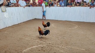 (April 2, 2025)  Hackfight before derby @ Manamoc, Cuyo, Palawan. " Pure 5k Sweater", Loss