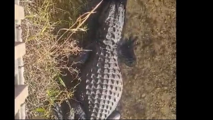 "Se grabó este caimán en Florida 🐊 #鳄鱼 #佛罗里达 #随手拍"