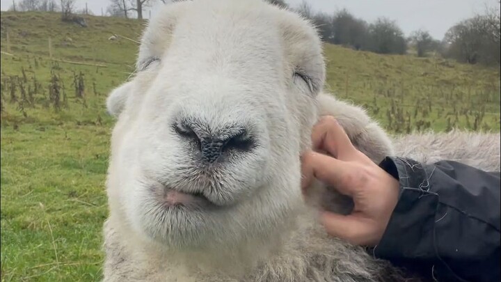 Sunshine, grass, and little sheep—could there be a more perfect weekend?
