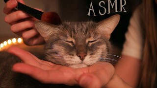【Sirius Eyes】Alat bantu tidur kucing, beberapa suara pemicu + pijat