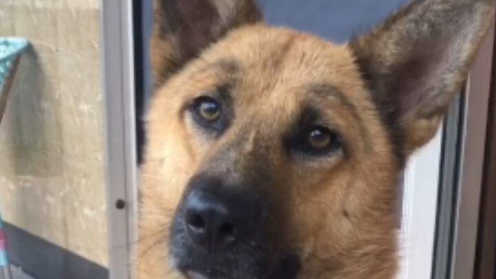 Menggambar alis untuk seekor anjing petinju, sisanya biar kamu bayangin sendiri!