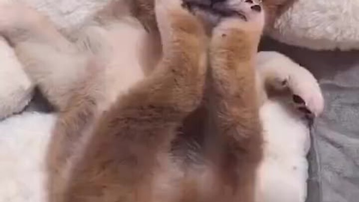 ไม่ว่าจะที่ไหน เมื่อไหร่ ก็หาความสนุกให้ตัวเองได้เสมอ ทัศนคติการใช้ชีวิตของเจ้าตูบฉันขอเอาเป็นแบบอย่