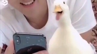 Really Funny Duck
