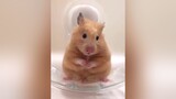 Cho em à?Cho em thật à?! 🐭 pet rat hamster cute foryou