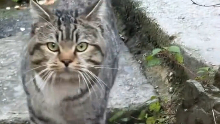 Học viên xuất sắc khóa 1 Học viện Quân sự Hakimi! Chiến dịch đổ bộ diệt chuột đã hoàn thành suôn sẻ!