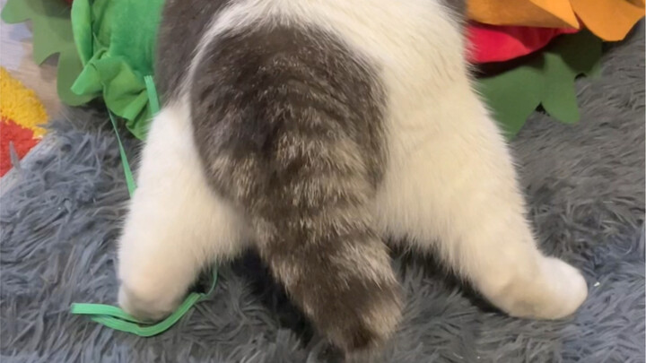 Give my short tail a little tug!