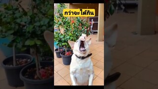 *ดูคลิปเต็มลิงค์ข้างบน* กว่าจะได้กินทำไมต้องทำให้ลำบาก #funny #awesome #reels #รวมคลิปตลก