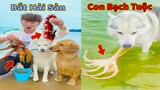 Thú Cưng TV | Gia Đình Gâu Đần #40 Chó | Golden thông minh vui nhộn | Pets funny cute dog